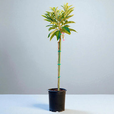 Big Jim Loquat Tree with clear background